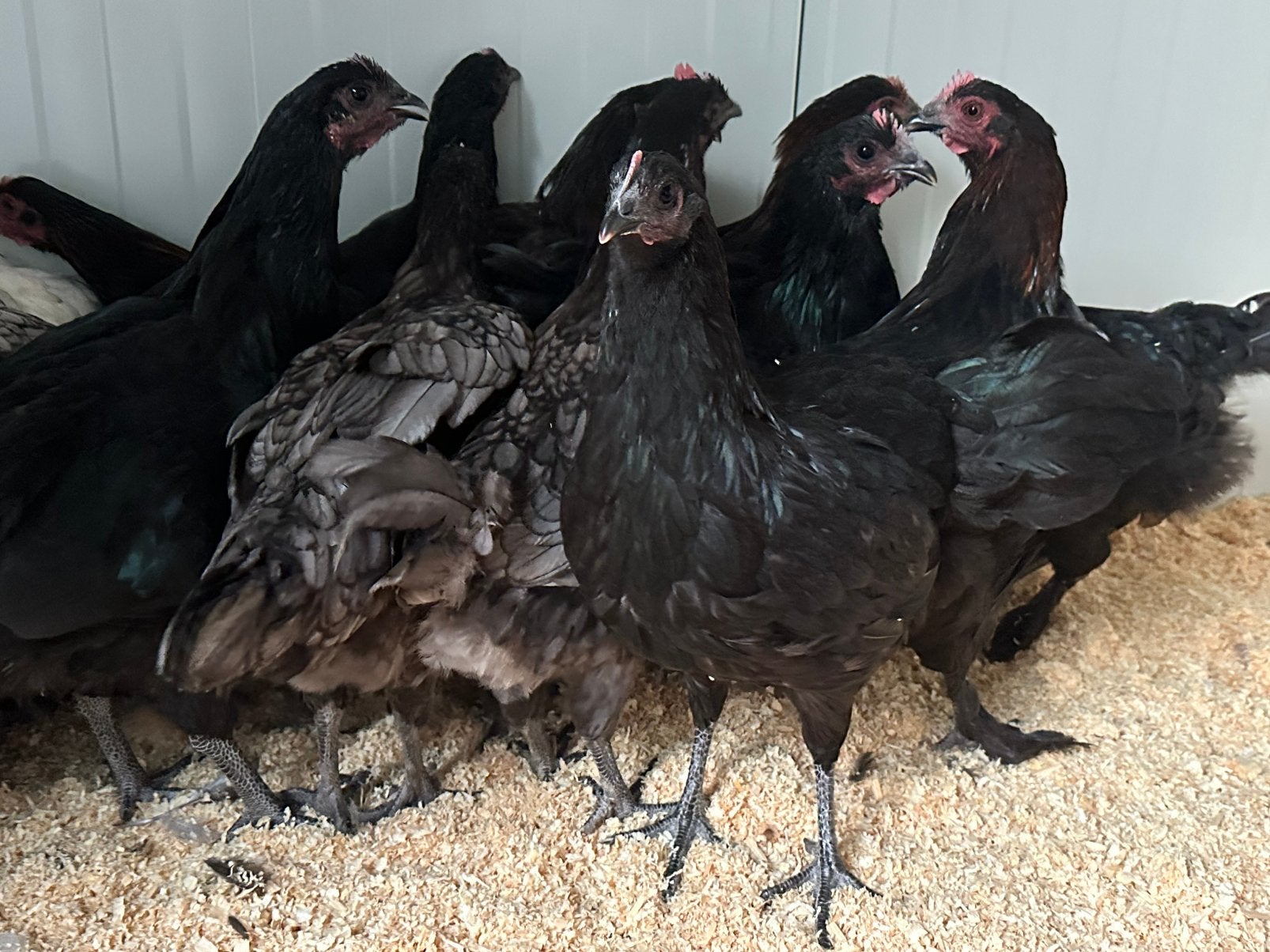 Australorp zwart blauw en splash