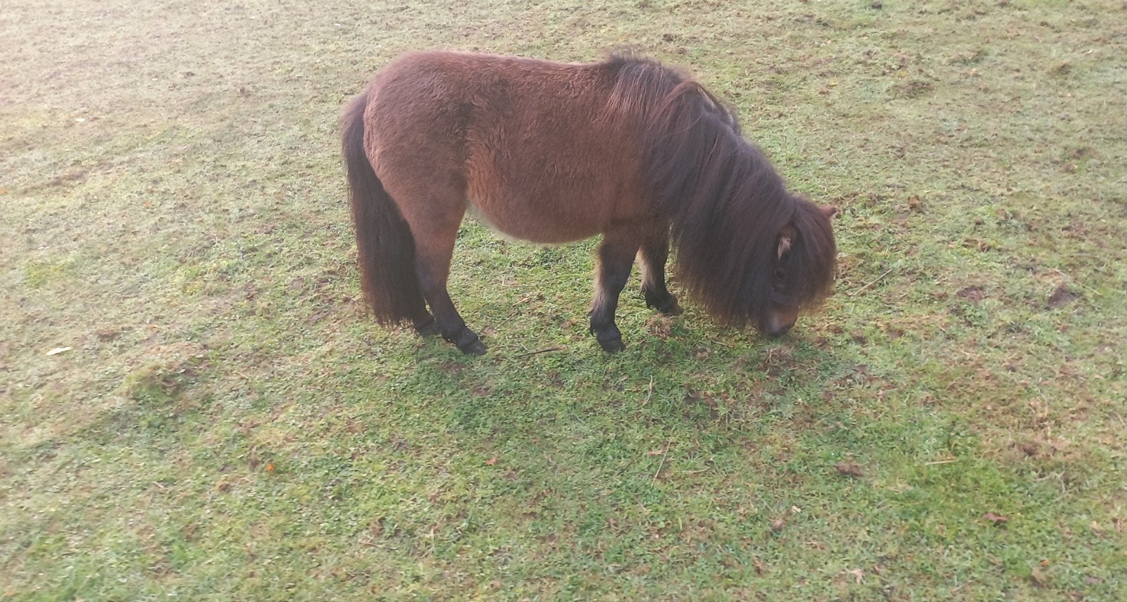MINI-JUMENT 76 CM., Plusieurs animaux
