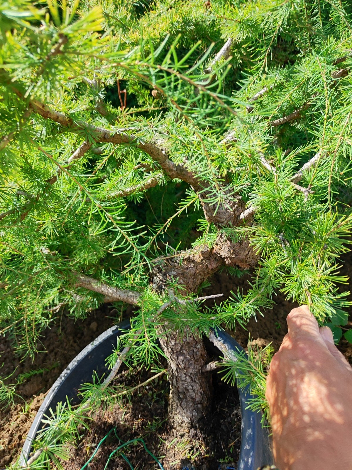 start plant bonsai oude lariksen, Jardin & Terrasse, En pot, Moins de 100 cm, Autres espèces, Enlèvement