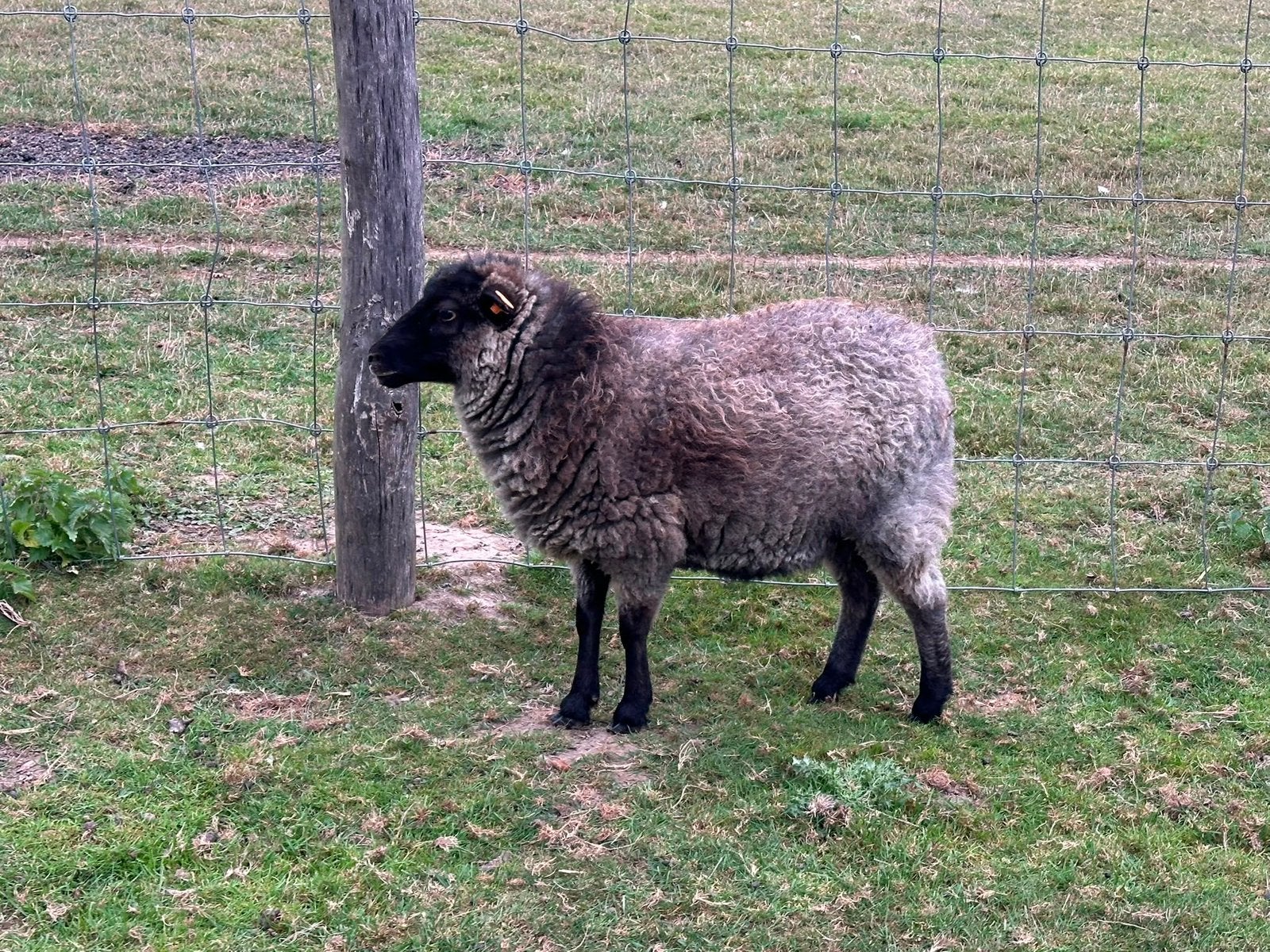 schimmel  ouessant ooi , gedekt, Dieren en Toebehoren
