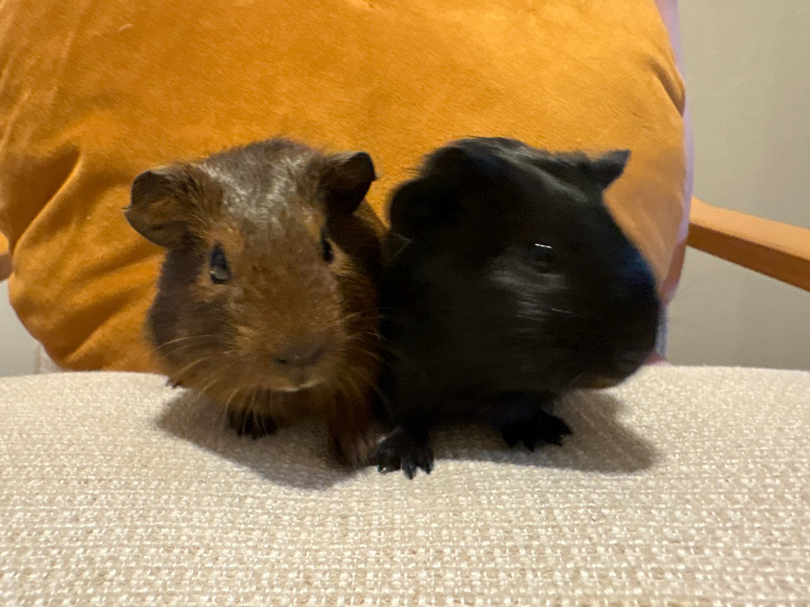 2 lieve manelijke cavias van 4 weken oud, Animaux & Accessoires, Rongeurs, Mâle, Cobaye, Mai, Domestique