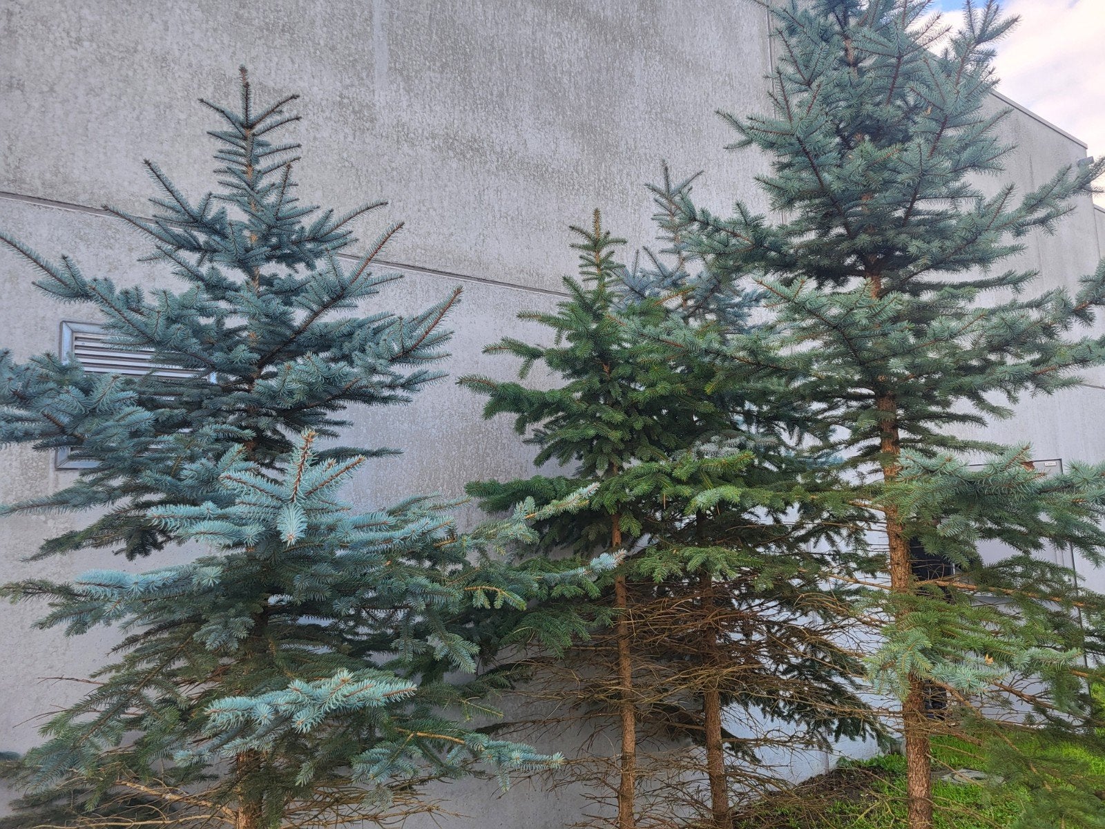 kerstboom, Tuin en Terras, Ophalen of Verzenden, 250 tot 400 cm