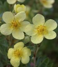 Potentilla fruticosa "maanelys" (struikganzerik) , Jardin & Terrasse, Plantes | Arbustes & Haies, Enlèvement, Autres espèces, Arbuste