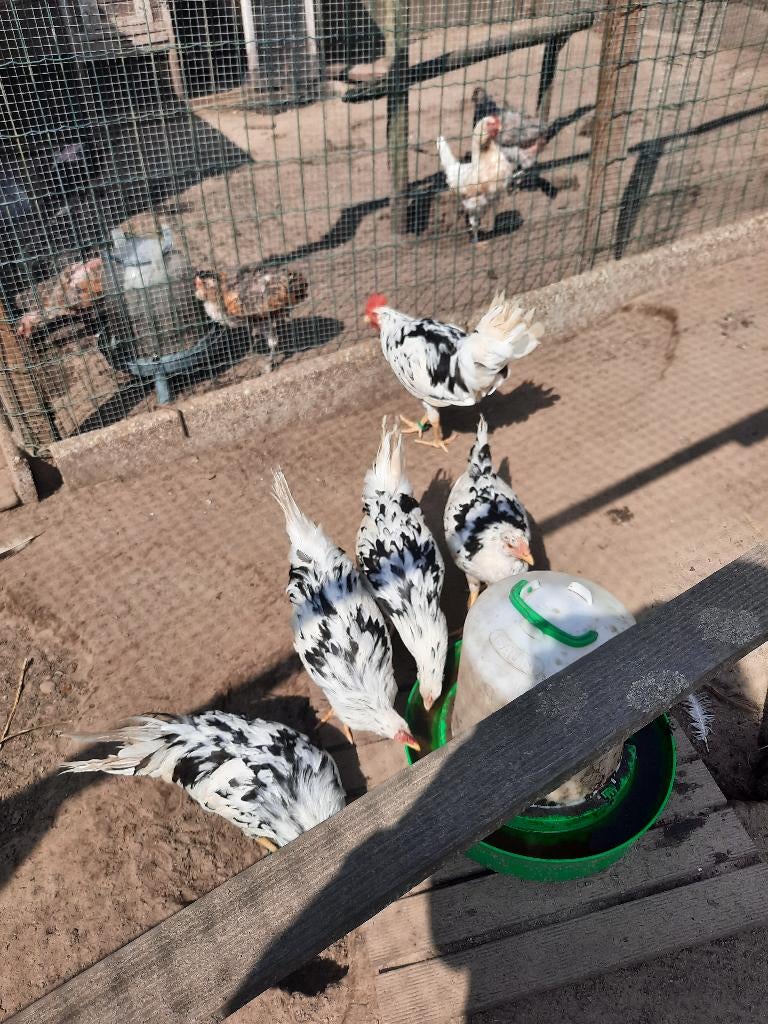 Broedeieren bonte leghorn, Dieren en Toebehoren, Geslacht onbekend, Overige soorten
