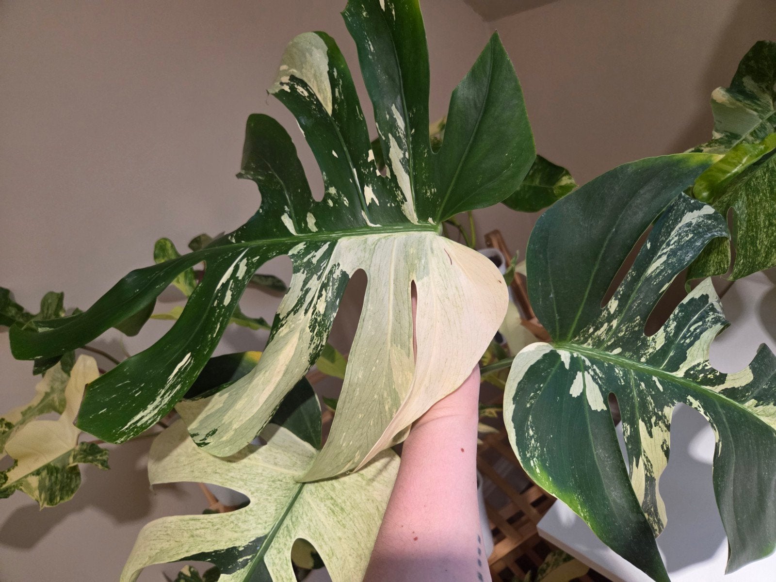 Monstera Jungle Mint, Ophalen of Verzenden