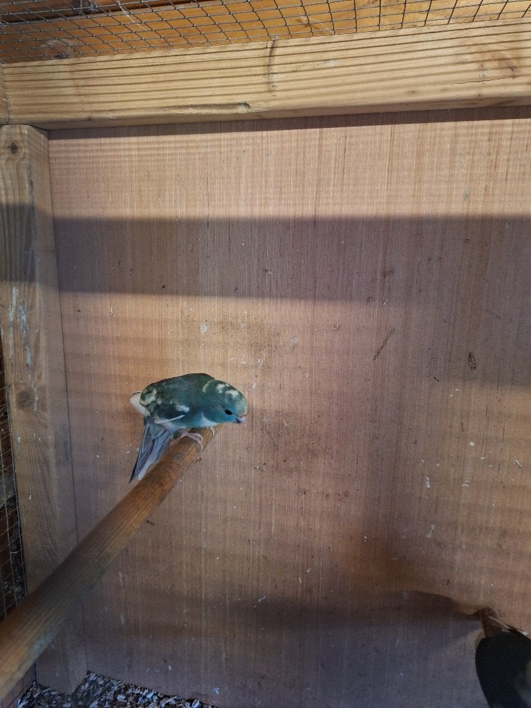 Kakariki's, Meerdere dieren, Parkiet, Geringd