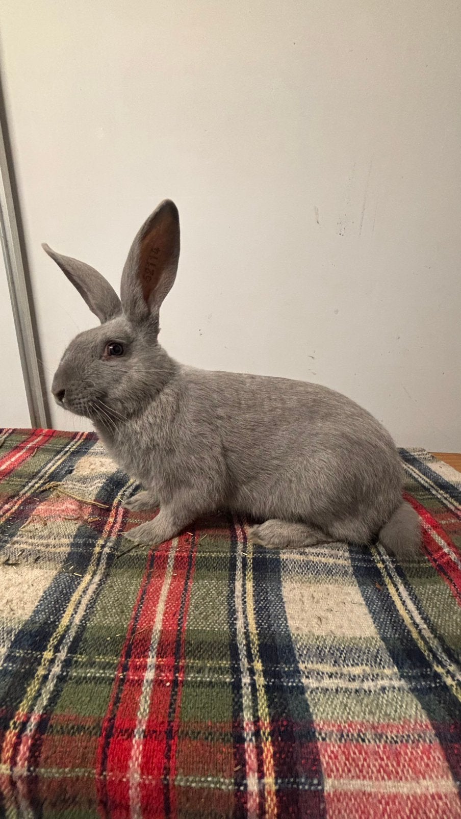 Konijnen blauw van Sint Niklaas, Mâle, Grand, 0 à 2 ans