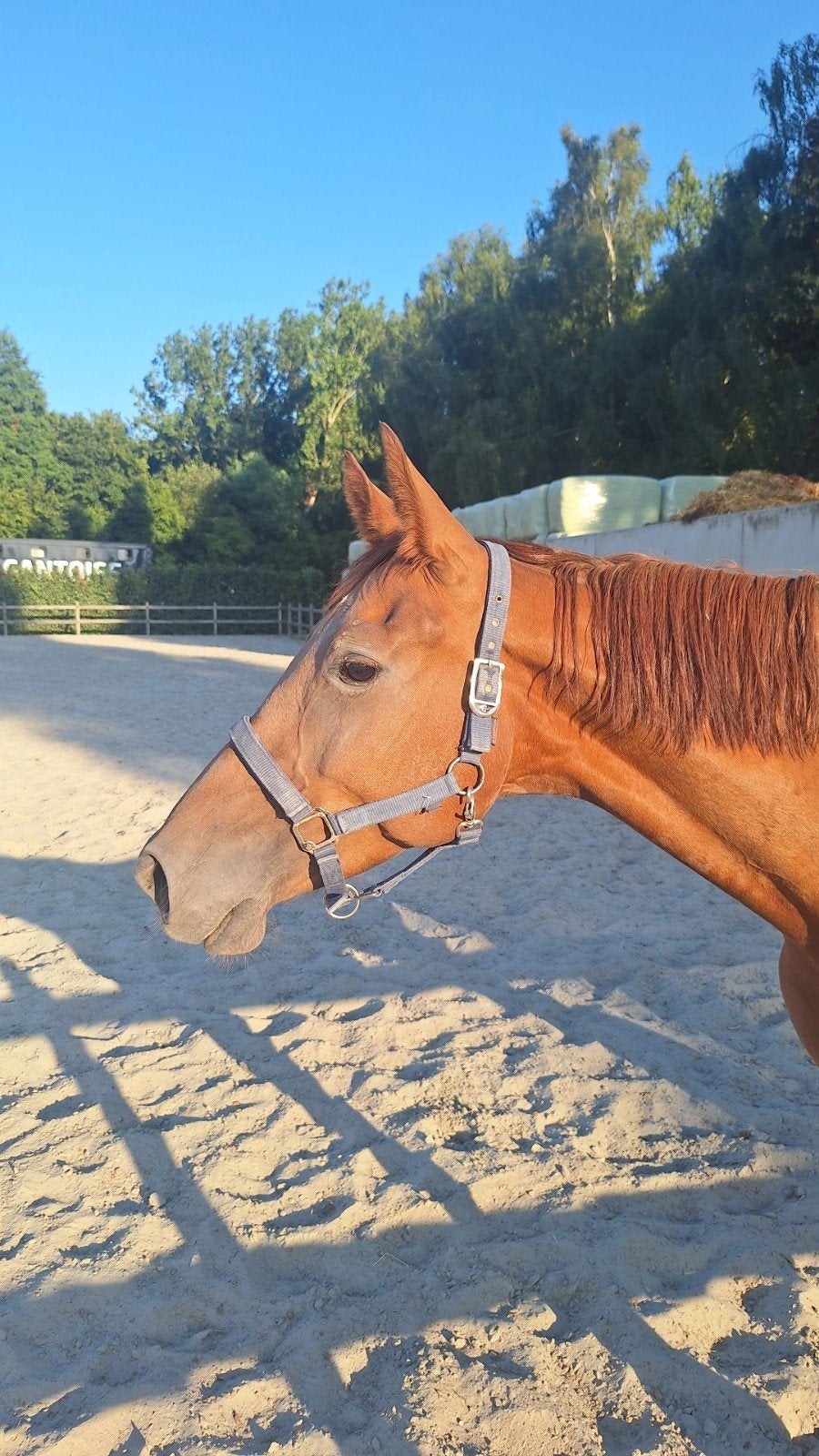 Halve stal gezocht voor mijn paard dominante, Dieren en Toebehoren, Merrie, Zadelmak, Springpaard, 3 tot 6 jaar