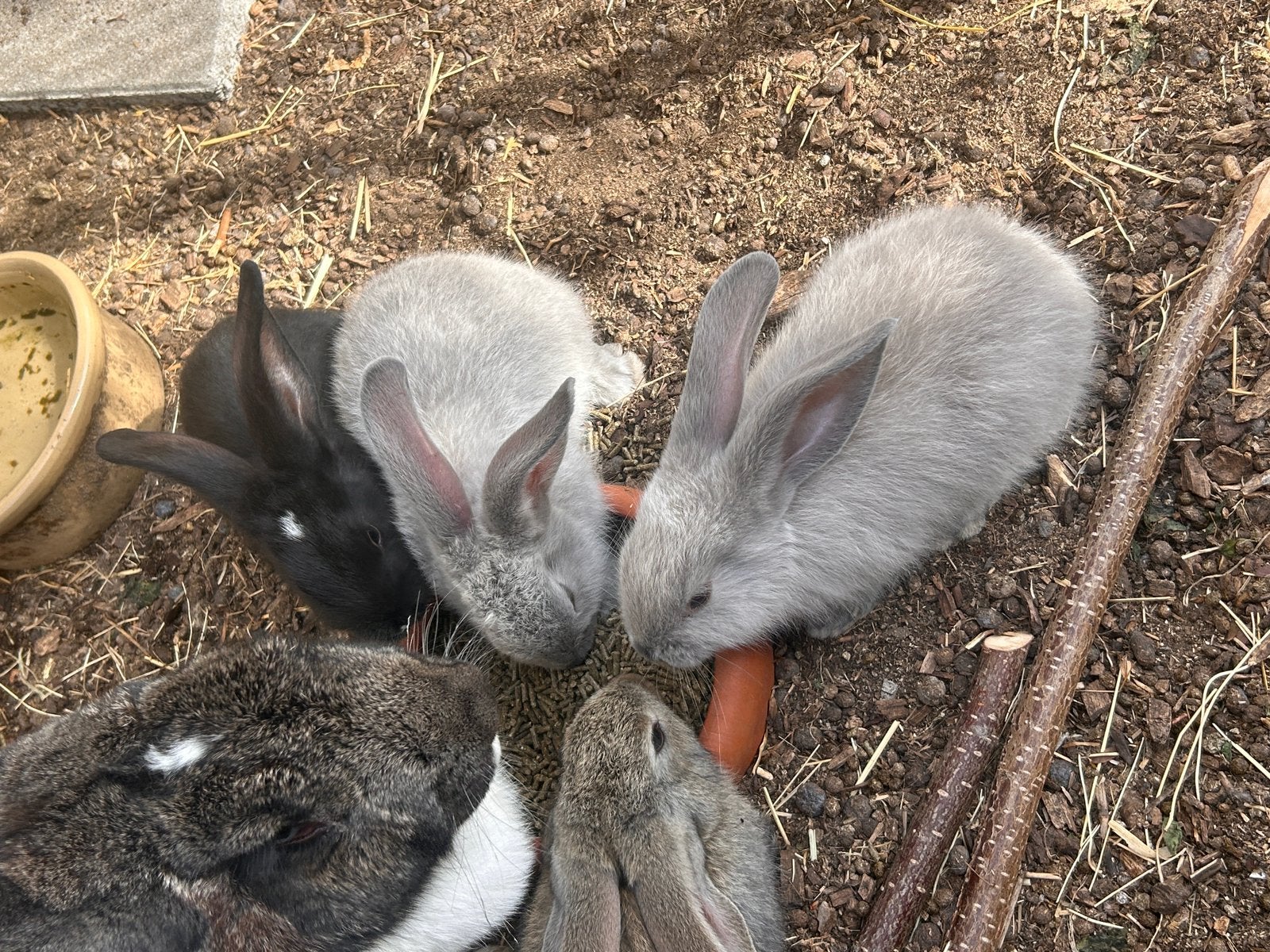 Vlaamse reusjes konijn, Meerdere dieren, Groot, 0 tot 2 jaar