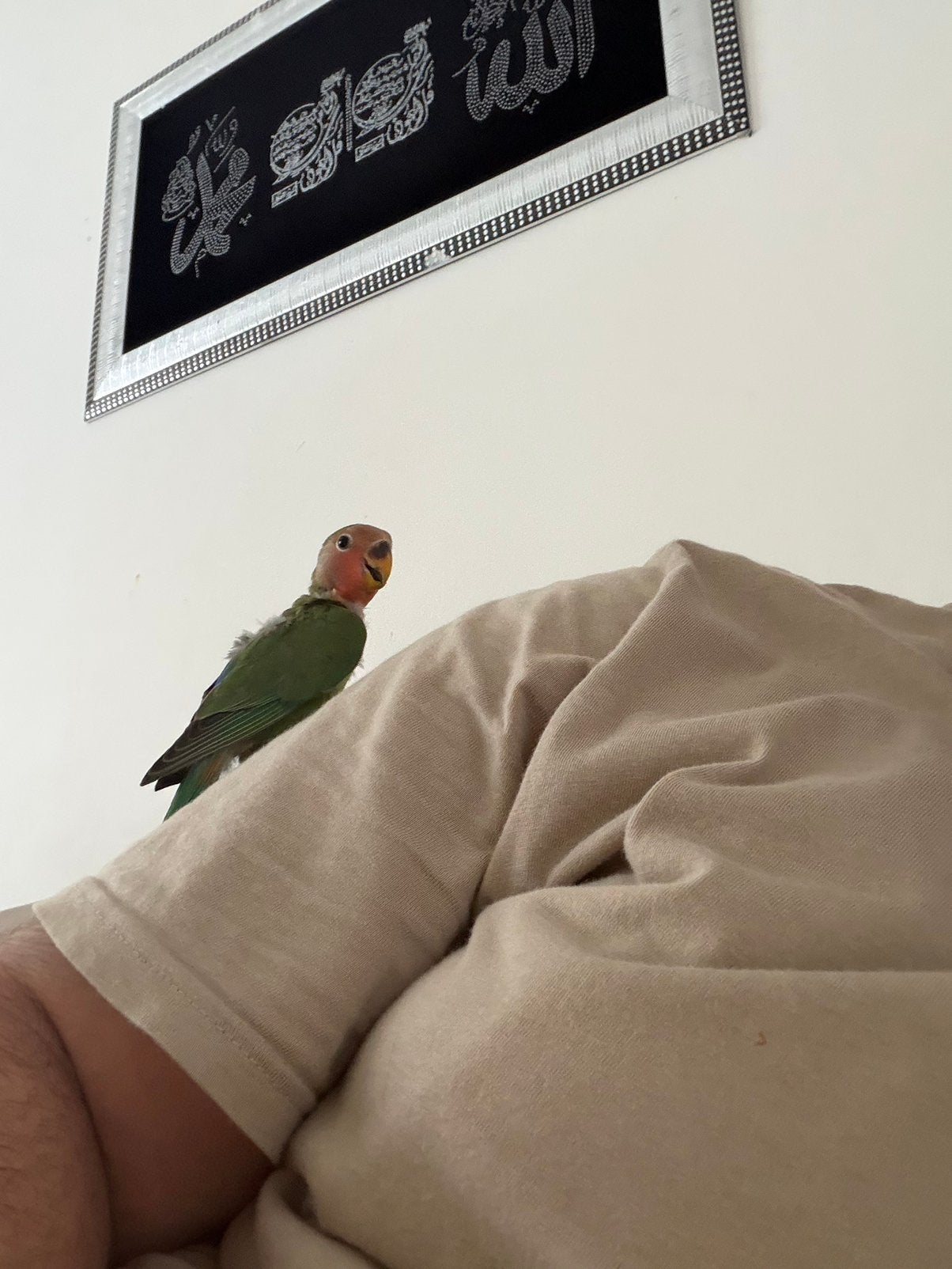 2 x Agornis, Plusieurs animaux, Perroquet nain ou Inséparable, Parleur