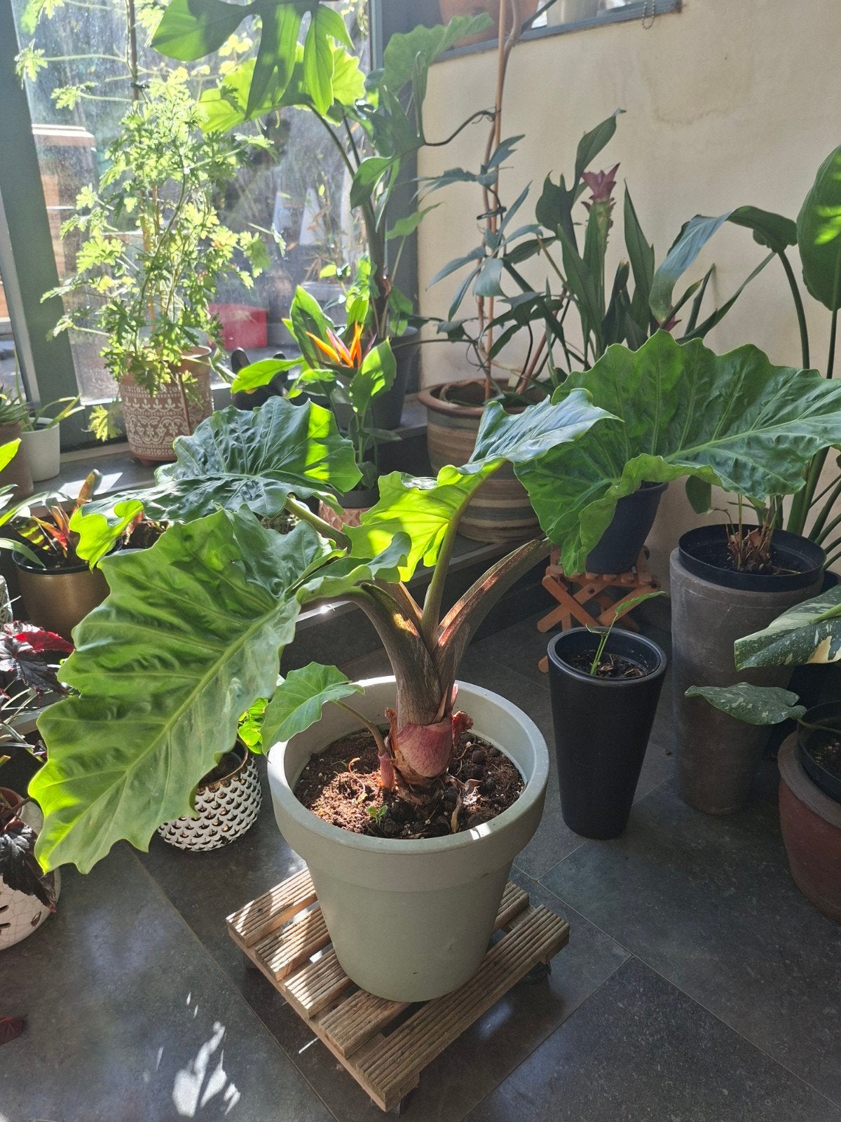 Alocasia (olifantoor), Tuin en Terras, Ophalen, Winter