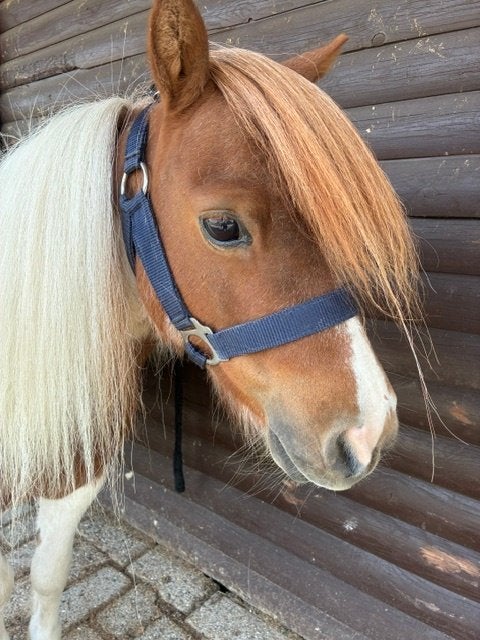 Shetland pony, Dieren en Toebehoren, Ruin, A pony (tot 1.17m), Onbeleerd, Recreatiepony