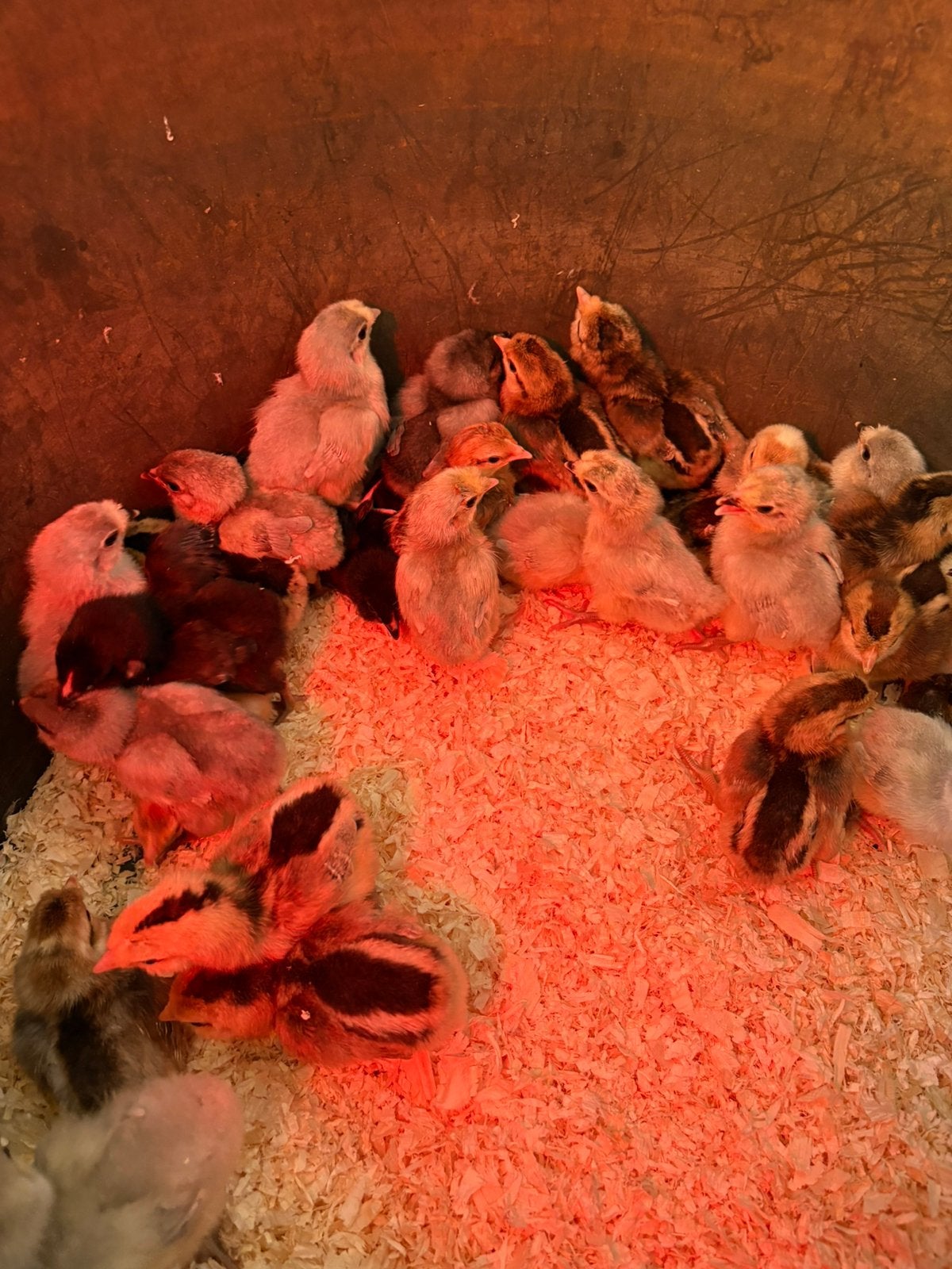 Araucana kuikens