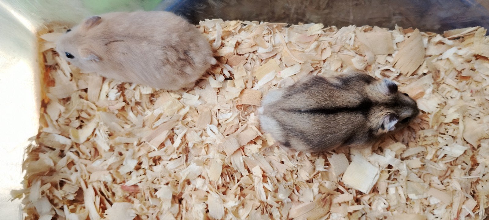 Hamsters, Dieren en Toebehoren, Hamster, Juli, Meerdere dieren, Tam