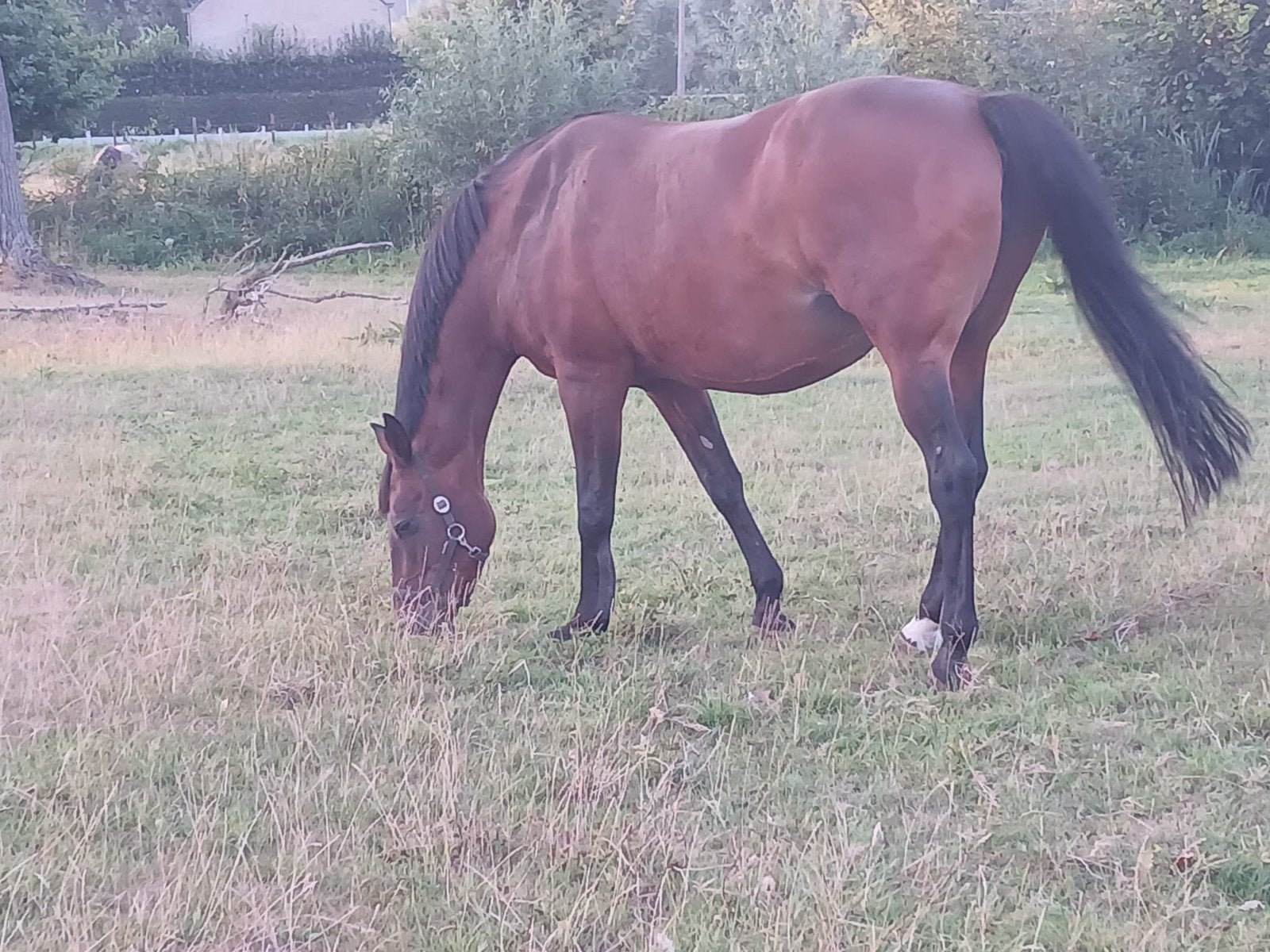 Fokmerrie te koop, Dieren en Toebehoren, Paarden, Merrie, Z, 165 tot 170 cm
