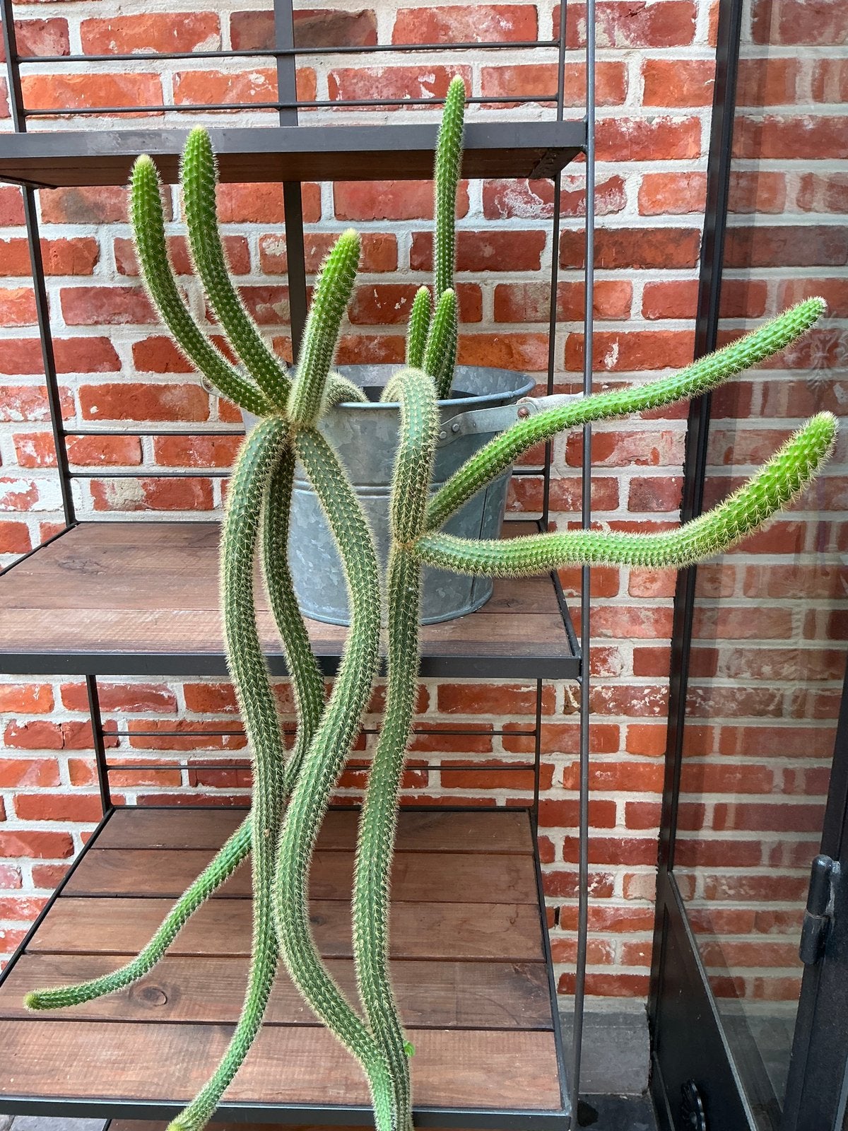 Apestaart cactus, Ophalen, Cactus
