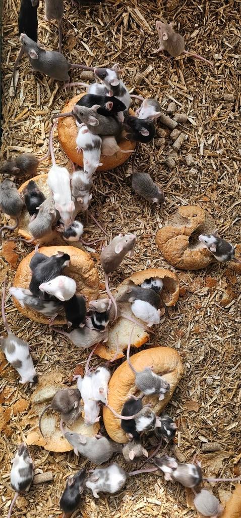 Voeder/kleurmuizen, Dieren en Toebehoren