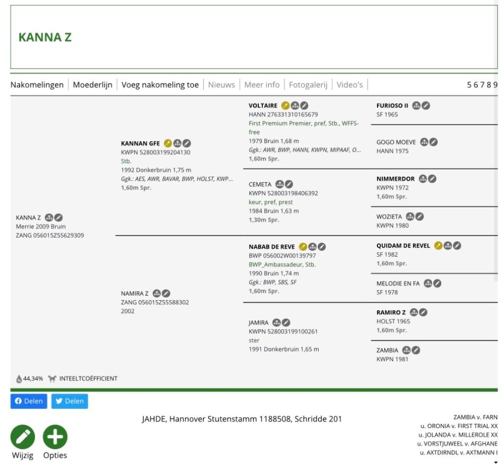 Fokmerrie Kannan x Nabab x Ramiro, Dieren en Toebehoren, Merrie