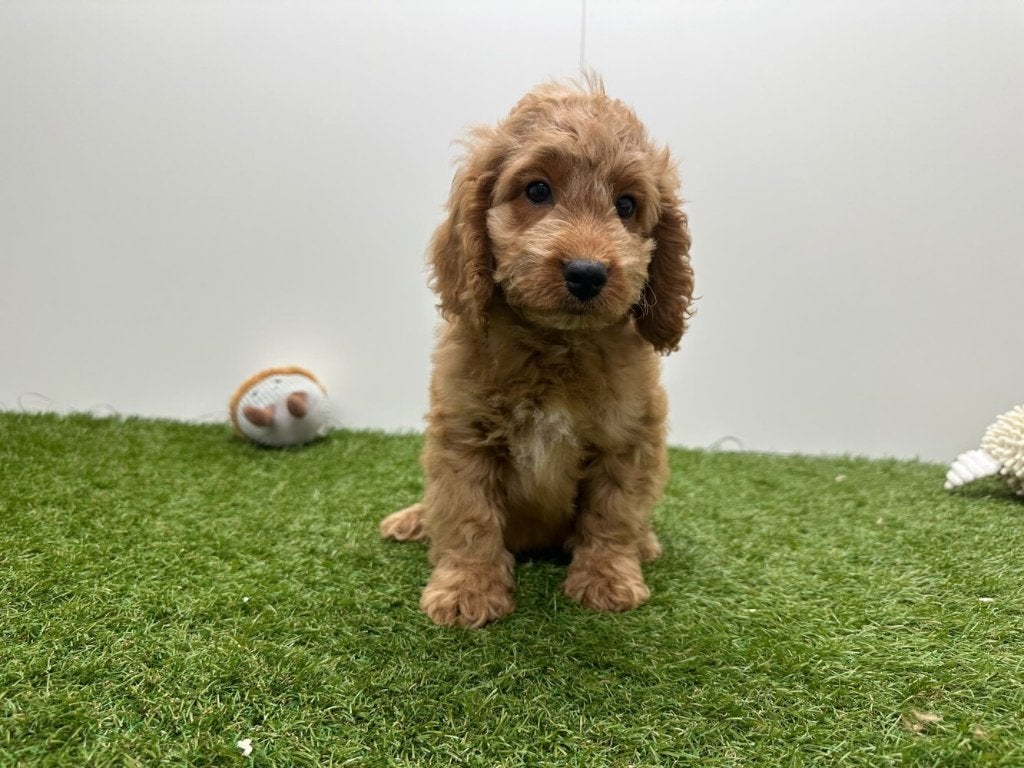 Chiots Cockapoo (F1), Maladie de Carré (chiens), Chien (mâle), Autres races, Belgique