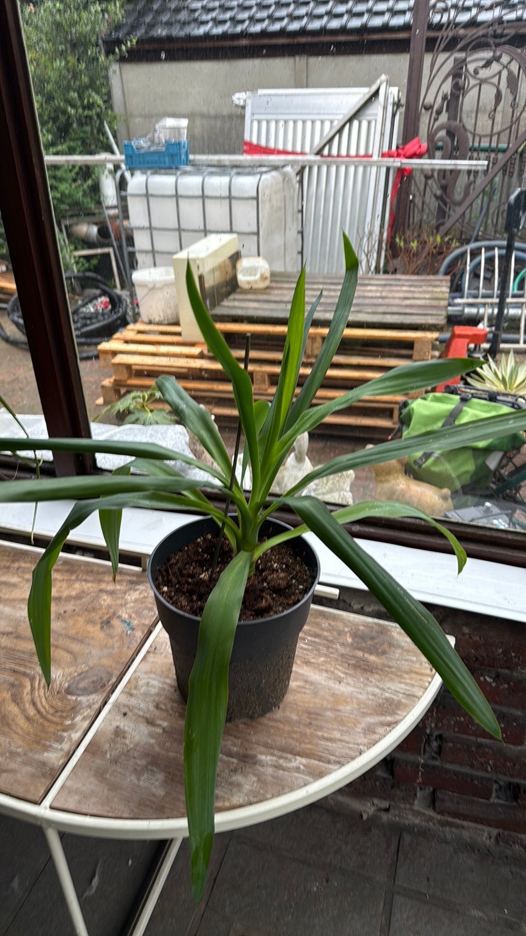 Yucca-plant, Huis en Inrichting, Kamerplanten, Ophalen, Yucca