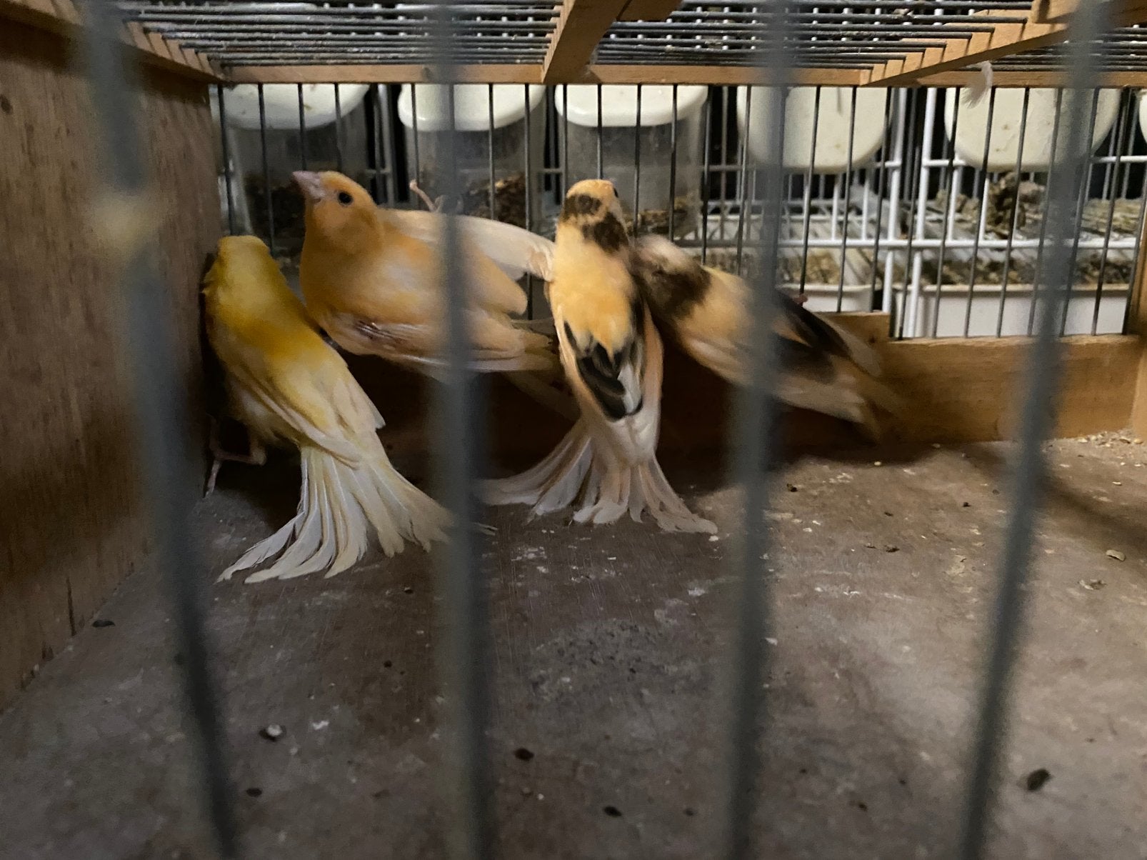 Jonge kanaries, Dieren en Toebehoren
