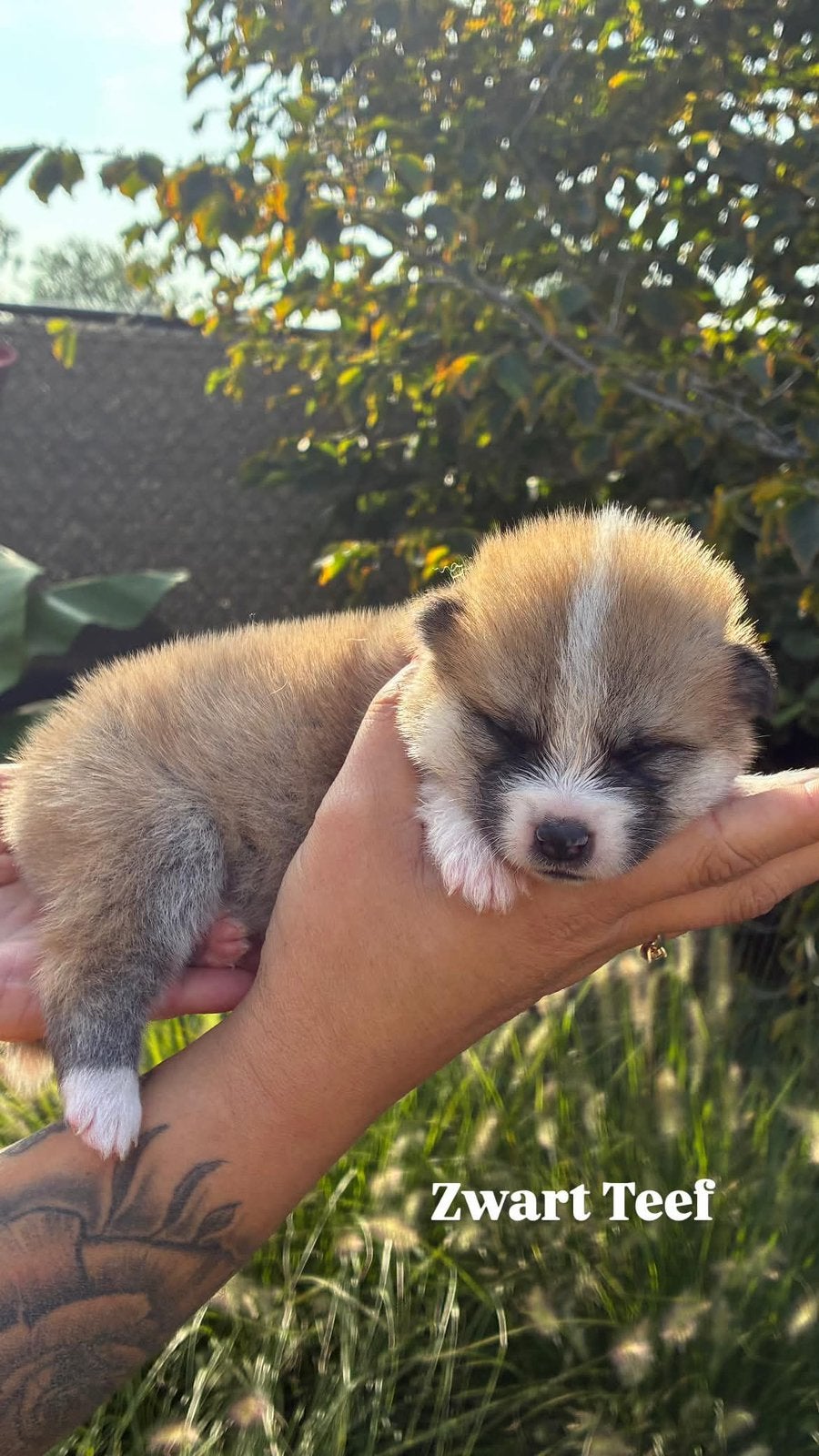Akita pups, Dieren en Toebehoren, Honden | Chihuahua's en Gezelschapshonden, België, Fokker | Hobbymatig, Overige rassen, 8 tot 15 weken