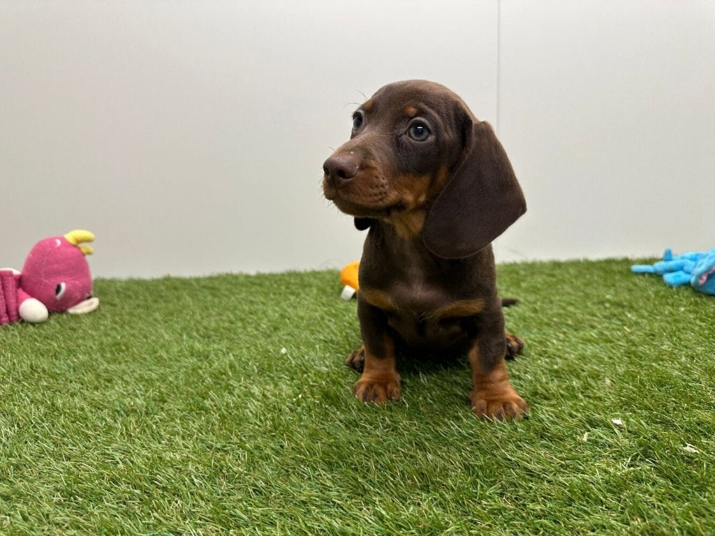 Gladharige Dwergteckel pups, Dieren en Toebehoren, Honden | Teckels en Dashonden, België, 8 tot 15 weken, Korthaar, Dwerg