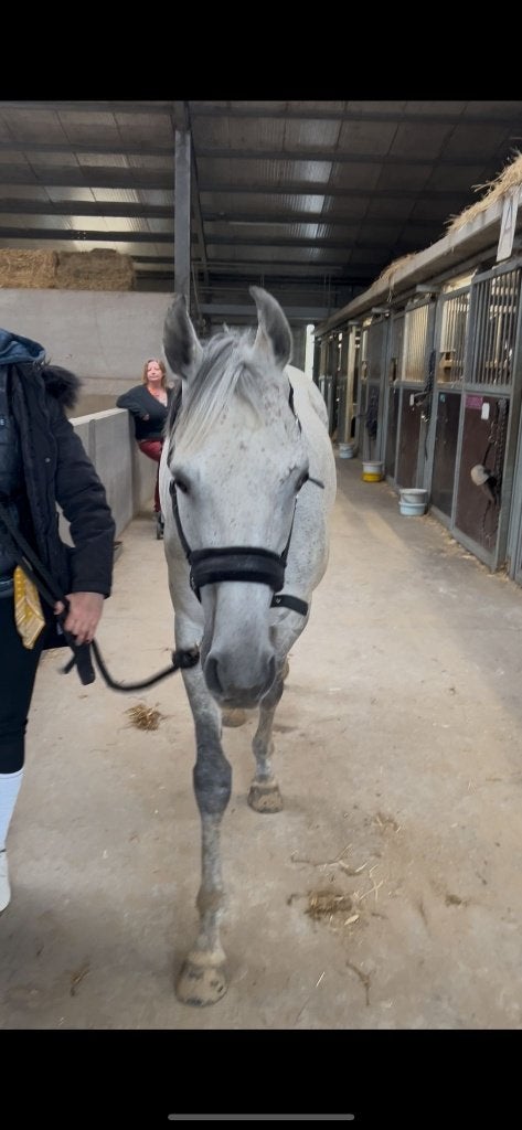 Super lief weidemaatje aangeboden!, B, 11 ans ou plus, Hongre, Moins de 160 cm