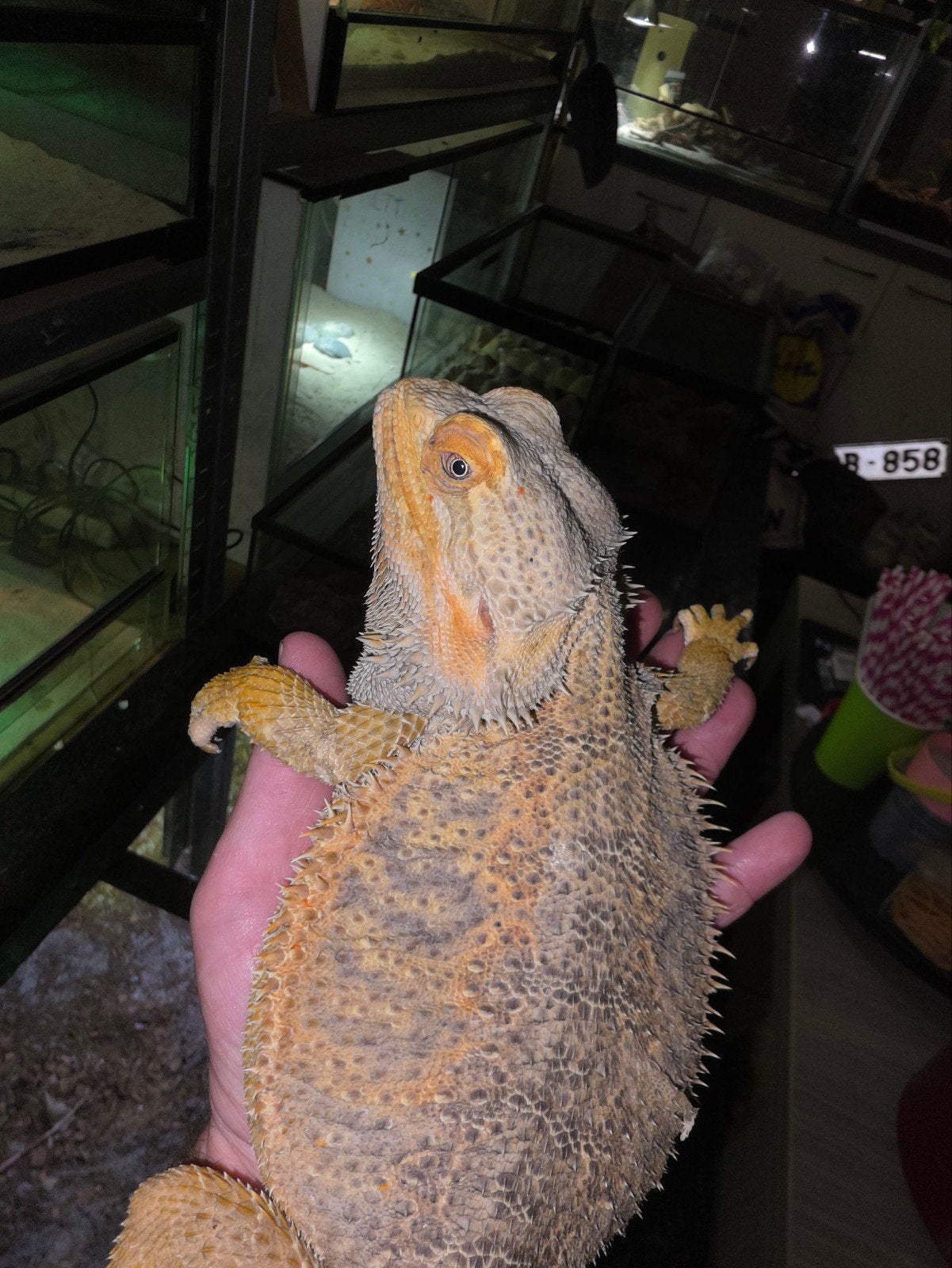 Dragon barbu hypo mâle gentil et silencieux, Lézard, Domestique, 3 à 6 ans