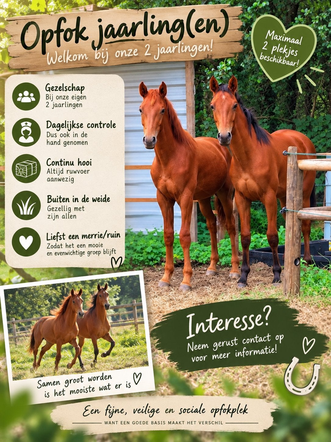 Opfokplaats jaarling merrie/ruin (max. 2) – Kasterlee, Animaux & Accessoires, Élevage, 1 cheval ou poney