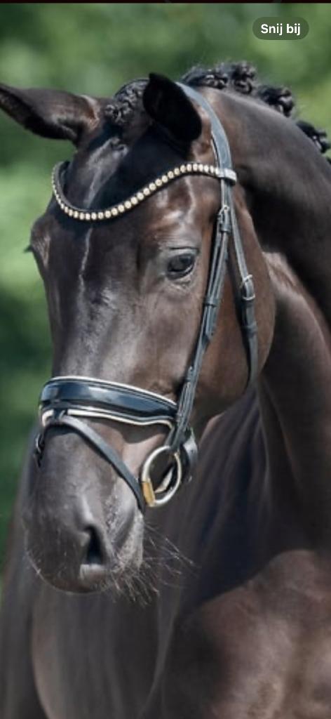 Schitterend me zwarte merrie te koop, Animaux & Accessoires, Chevaux, Cheval de dressage, Avec pedigree, L, 170 à 175 cm