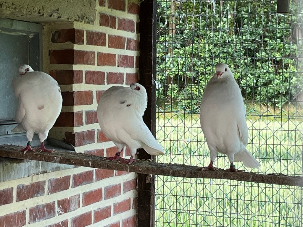 Lot holle kroppers, Meerdere dieren, Kropper