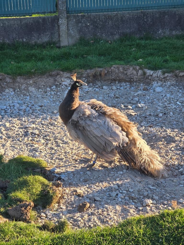 Opaal pauw haan, Dieren en Toebehoren, Pluimvee, Mannelijk, Overige soorten
