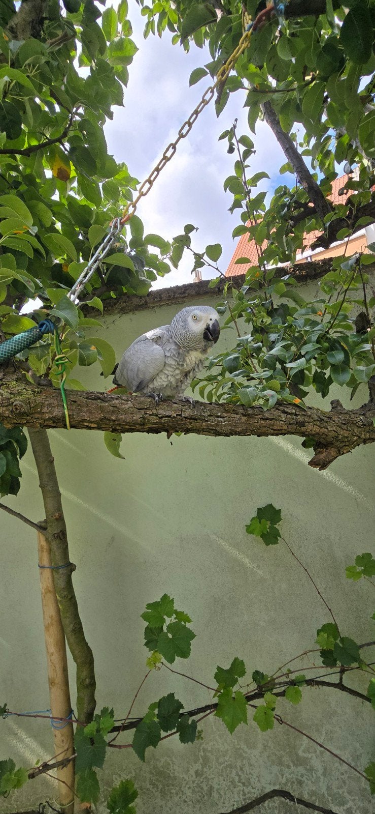 perroquet du Gabon