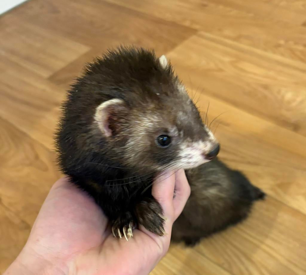 2 fretjes (man en vrouw) met eventueel kooi, Dieren en Toebehoren, Mei, Fret