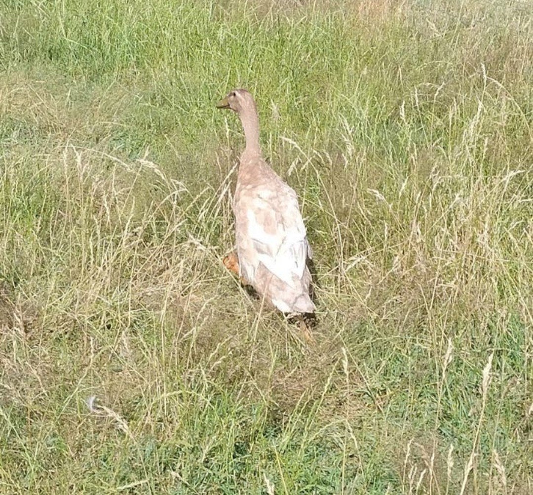 Indische loopeend woerd, Dieren en Toebehoren, Pluimvee, Mannelijk, Eend