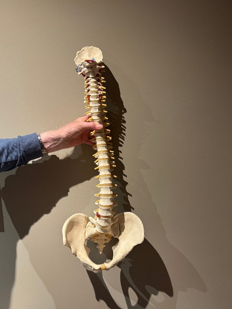 Anatomisch model menselijke wervelkolom, Diversen, Ophalen
