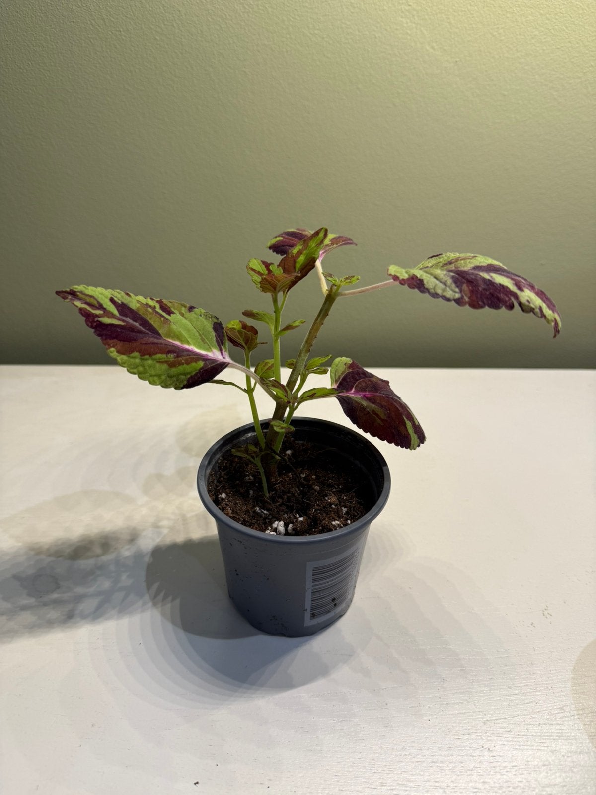 Coleus Combat, Autres espèces, En pot, Moins de 100 cm, Plante verte