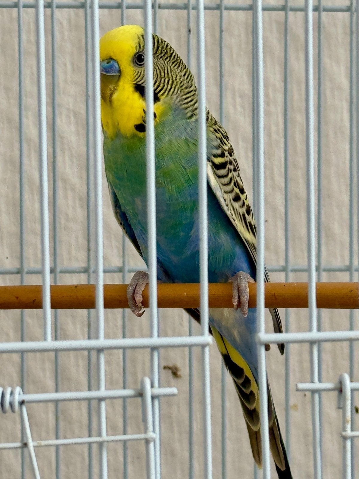 Perruche arc-en-ciel mâle à vendre, Mâle, Perruche