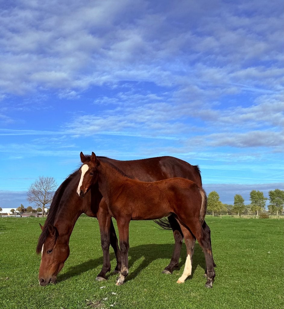 Merrie veulen, Animaux & Accessoires, Jument, Avec pedigree