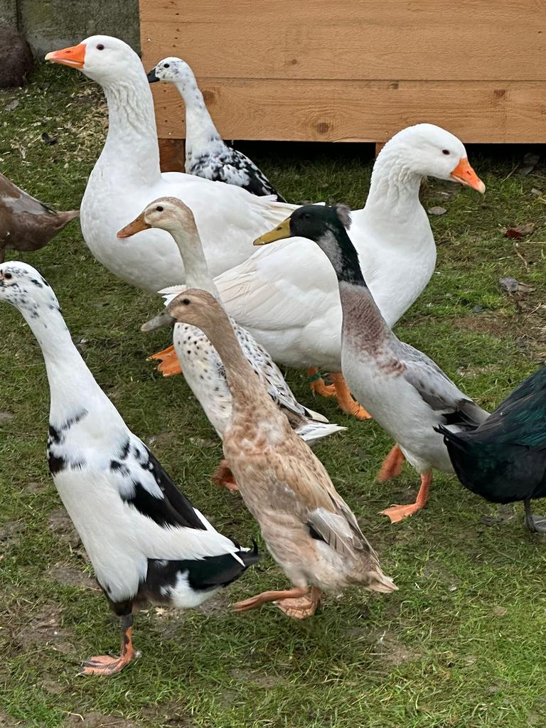 Kuikens indische loopeenden