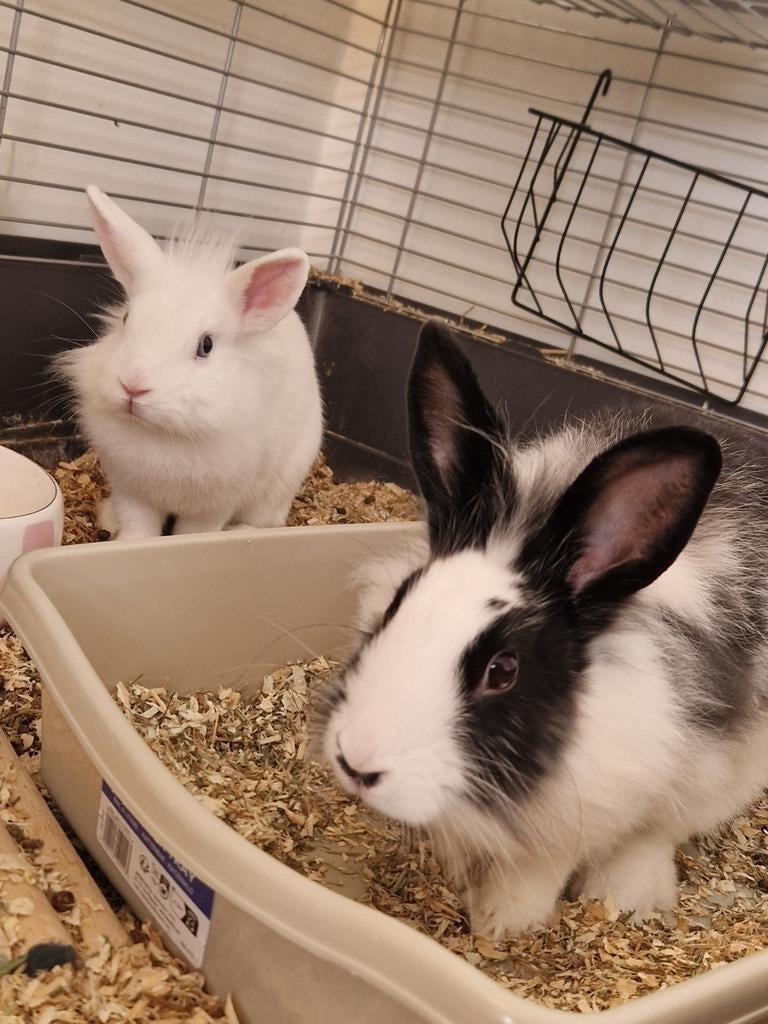 2 vrouwtjes, Dieren en Toebehoren, Konijnen