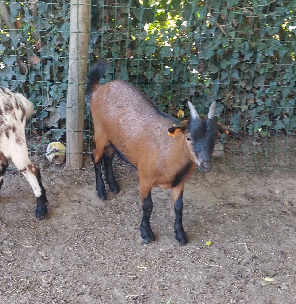Jong geitje mieke, Femelle, Chèvre, 0 à 2 ans
