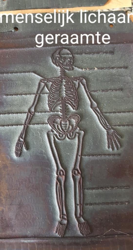 Biologie: een 50-tal antieke stempels, Antiek en Kunst, Ophalen of Verzenden