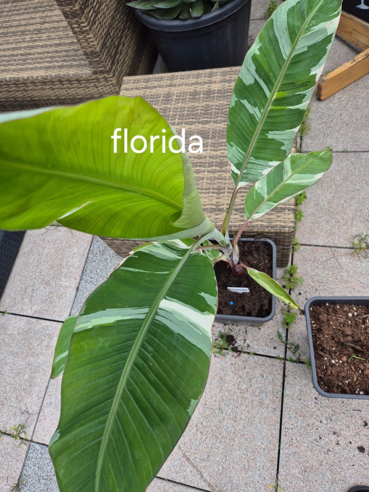 musa florida, Ophalen