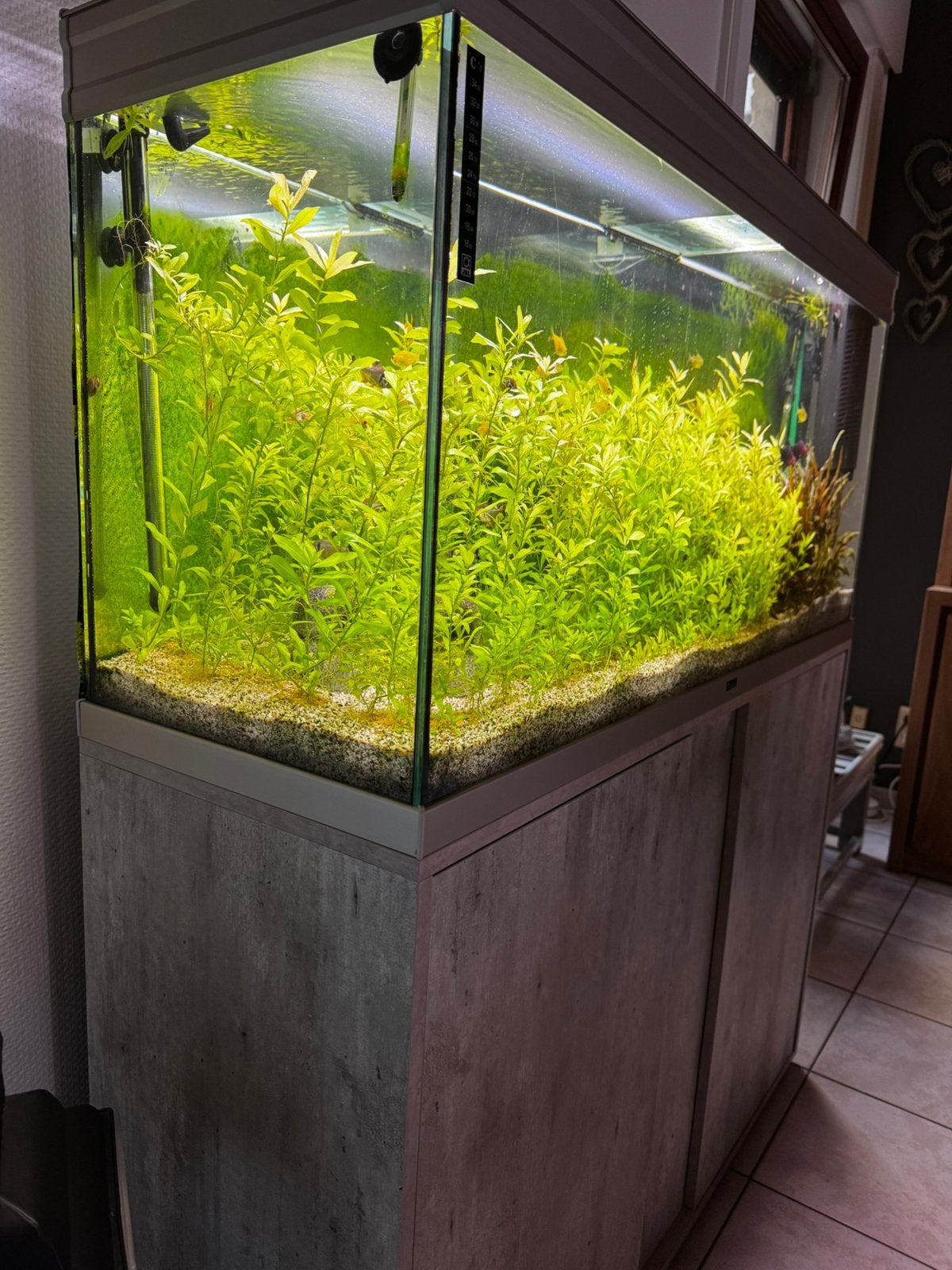 Aquarium de 290 litres  sur meuble, Sera, Enlèvement, Utilisé, Aquarium d'eau douce rempli