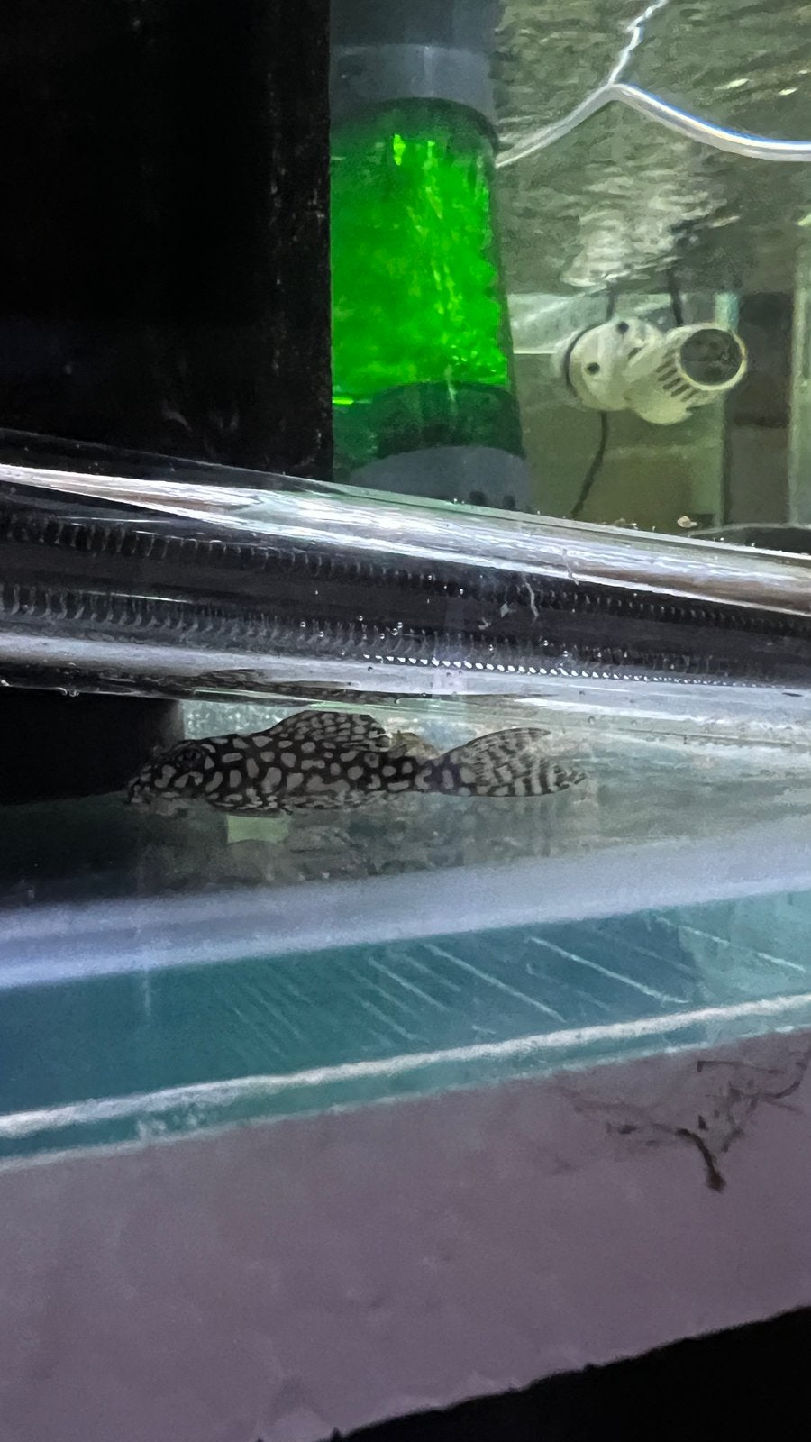 L136c big spot, Dieren en Toebehoren, Vis, Zoetwatervis