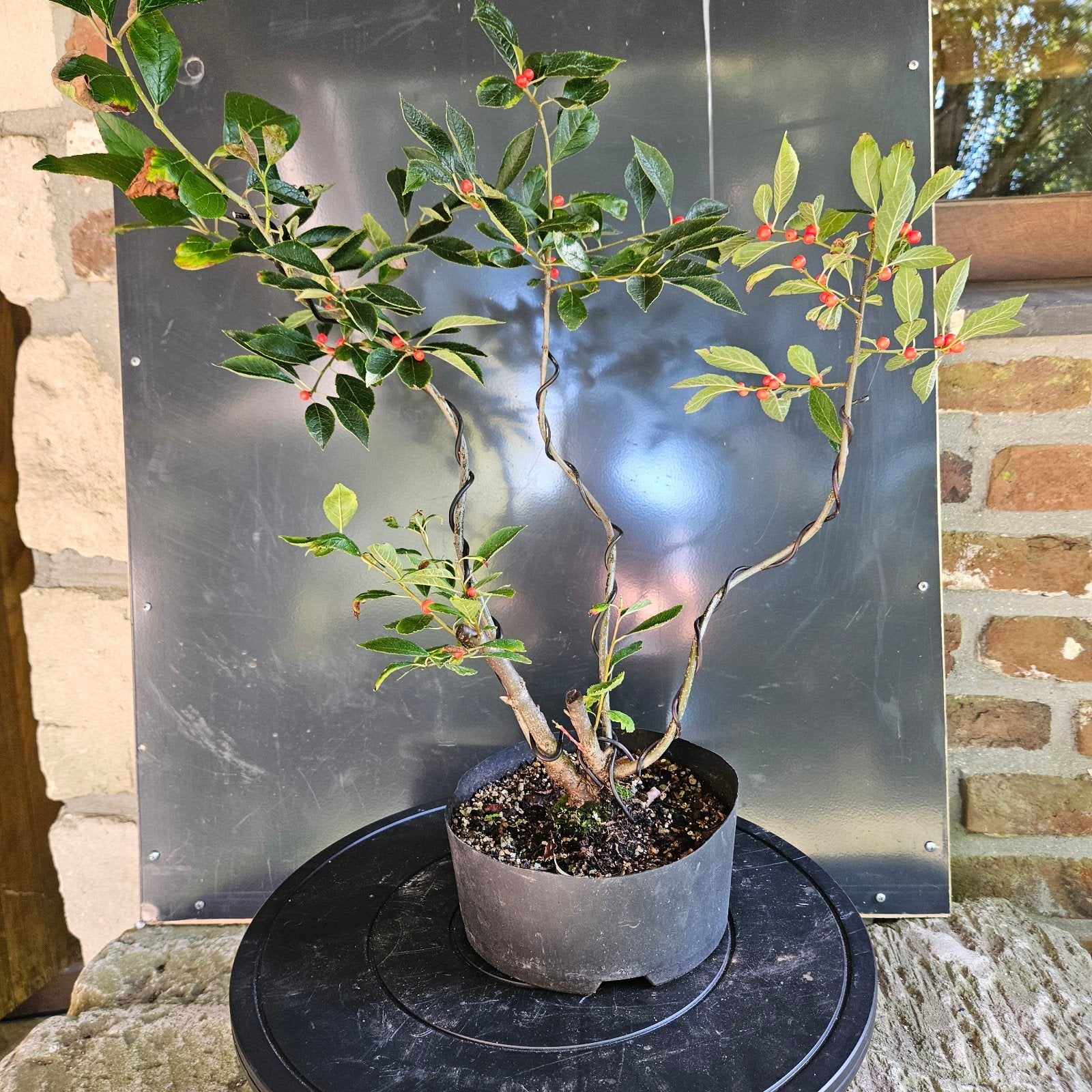 Ilex verticillata voor Bonsai., Tuin en Terras, Ophalen