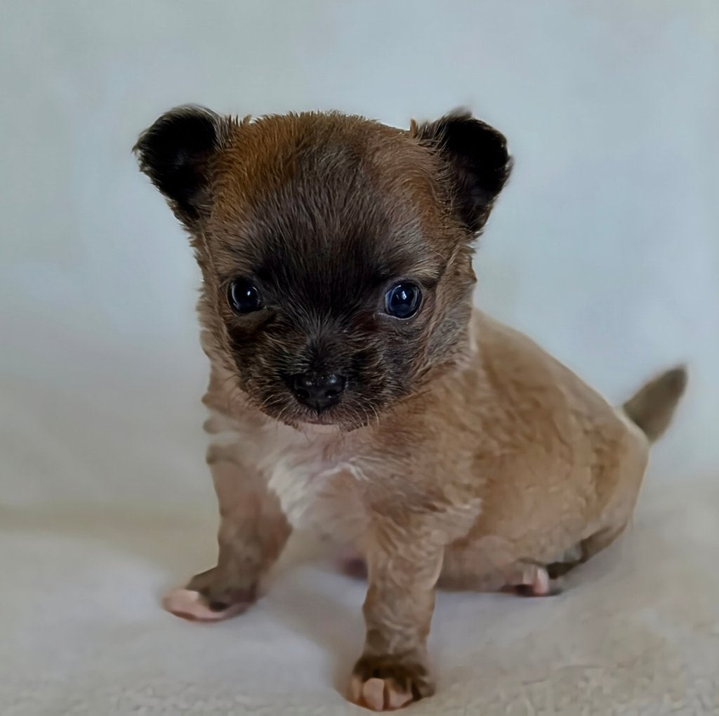Chihuahua pup (reutje), Dieren en Toebehoren, Parvo, België, Particulier, Reu