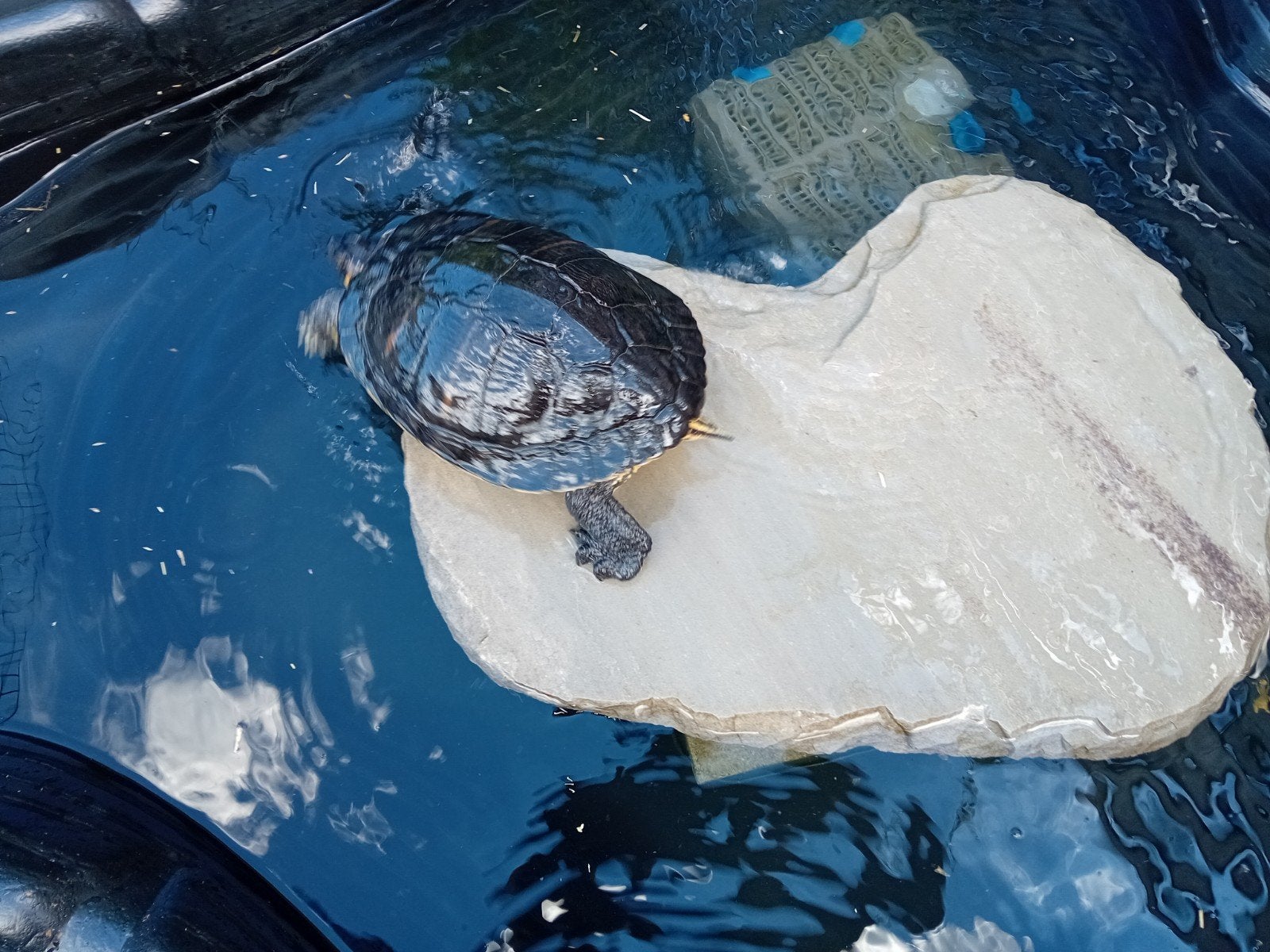 2schildpadden, 7 tot 10 jaar